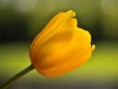 /album/galeria-de-fotos-novidades/tulipa-amarela-jpg/